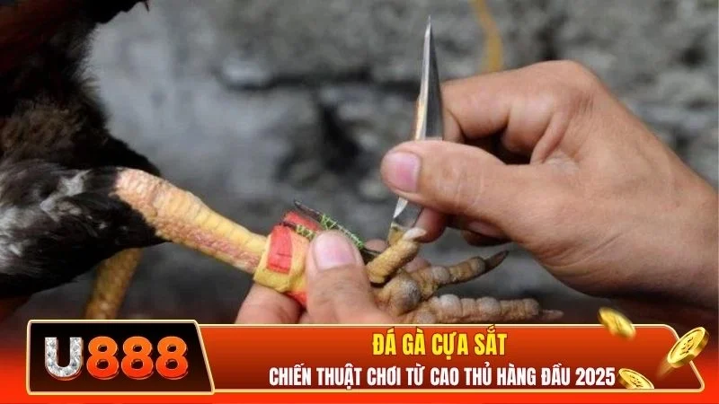 Đá Gà Cựa Sắt