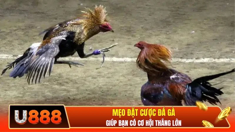 Mẹo đặt cược đá gà giúp bạn có cơ hội thắng lớn
