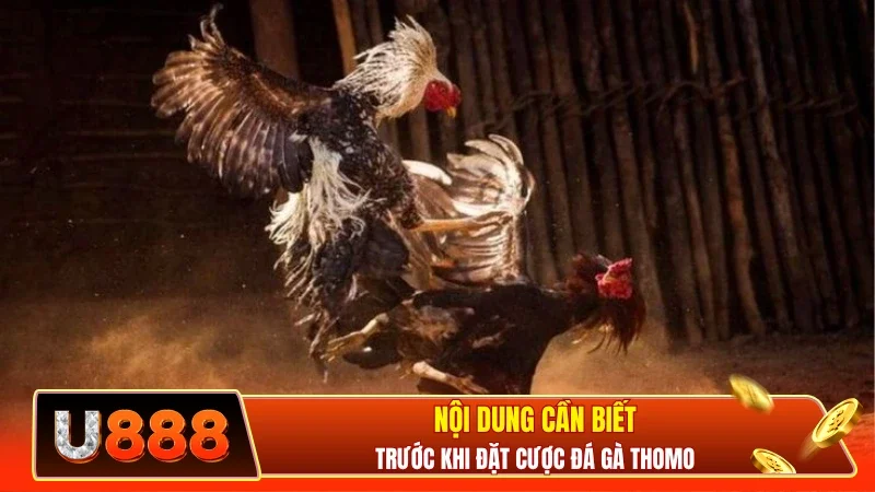 Nội dung cần biết trước khi đặt cược đá gà Thomo