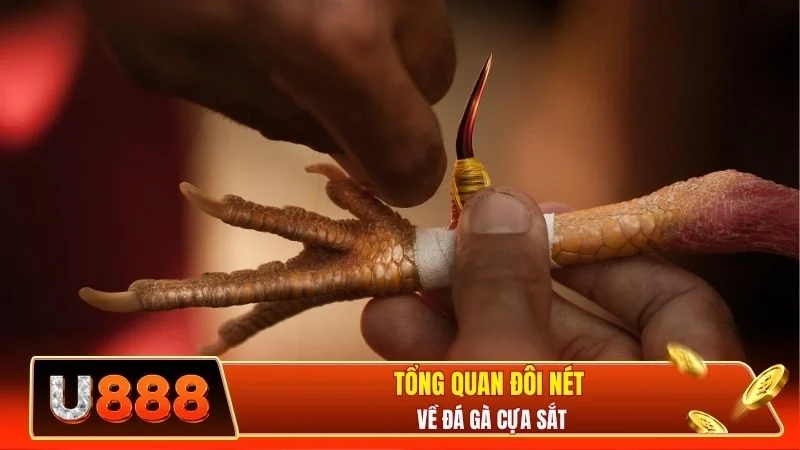 Tổng quan đôi nét về đá gà cựa sắt